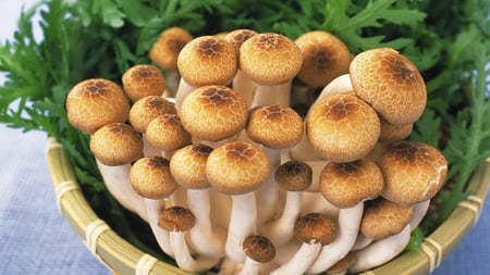 Mushrooms - mushrooms, nice, food, others