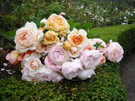 bouquet for Rita - roses, flowers, congratulations, nature