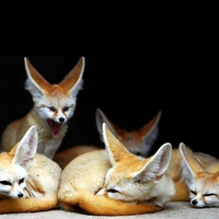 Cute Foxes