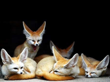 Cute Foxes - picture, foxes, cute, beautiful