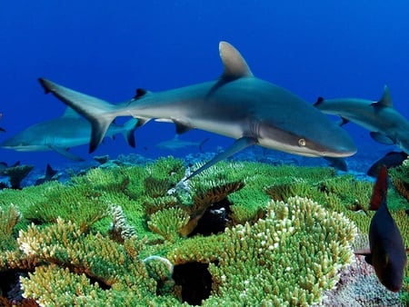 Blue Shark - shark, picture, blue, beautiful