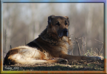 Duncan - nature, dogs, photo, friend, animals