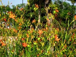 Roadside flowers