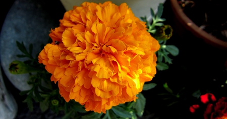 Beautiful orange flower - flower, orange, bright, beautiful