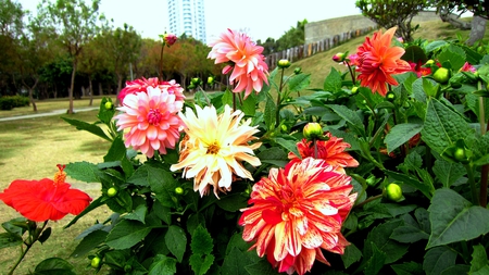 Park - beautiful, flowers, park, hillside, colorful