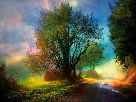 Nature Road - nature, color, tree, road