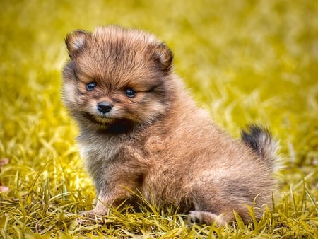 Little Rascal - playful, huggable, squeezable, puppy, furry, sweet, fuzzy, cute