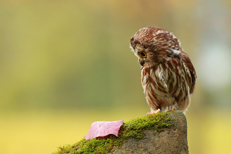 Owl With a Leaf - wildlife, animal, cute, leaf, tree, owl, nature