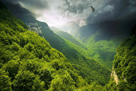 Flight - hills, trees, eagle, grey, clouds, green, flight, bushes