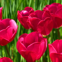 Ruby beauties