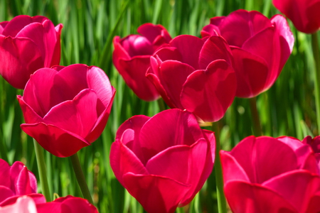 Ruby beauties - tulips, green, flowers, red