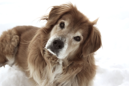 Confused Dog - dogs, snow, confused, animals, golden retrievers