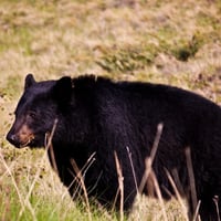 Black Bear