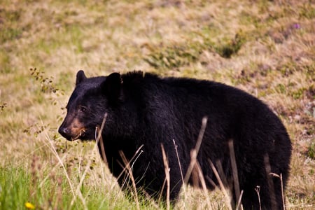 Black Bear - black bear, bears, animals, wildlife