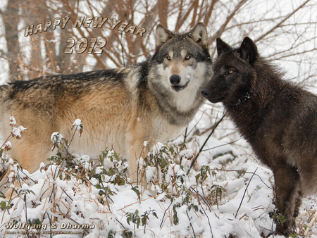 HAPPY NEW YEAR - wolves, animals, nature, snow, new year