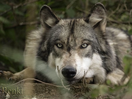 Renki in Woods - nature, wolves, animals, renki