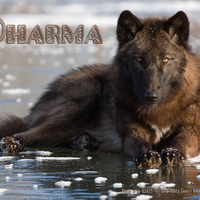Dharma the Wolf