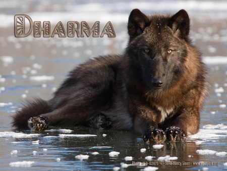 Dharma the Wolf - wolves, nature, ice, animals, snow