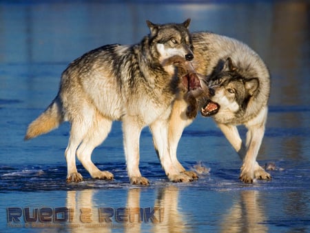 Fighting over meat - meat, nature, wild, animals, wolves