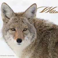 Willow the Coyote