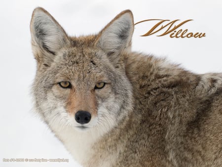 Willow the Coyote - nature, wolves, animals, coyote