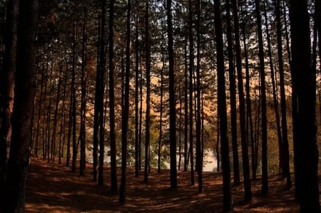 Dark Forest - forest, trunks, trees, light