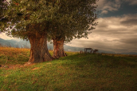 A Peaceful Place to Eat - clouds, blue, table, grass, leaves, tree, green, bench, field, sky