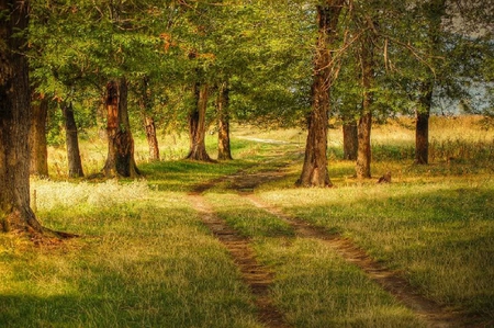 Follow the Tracks - leaves, tracks, grass, trees