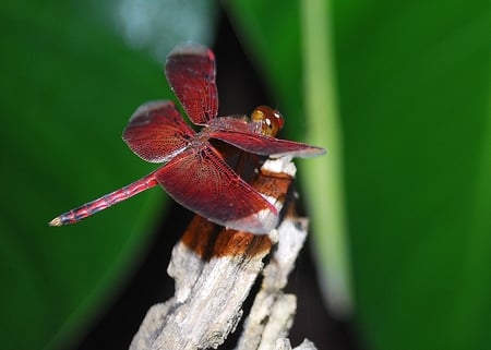 DRAGONFLY - butterfly, insects, red, dragonfly