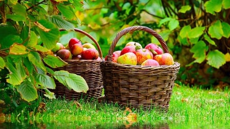 Juicy Apples - juicy, field, basket, fall, harvest, green, color, grass, apple, baskets, orchard, apples, fruit, red, beautiful, leaves, picking