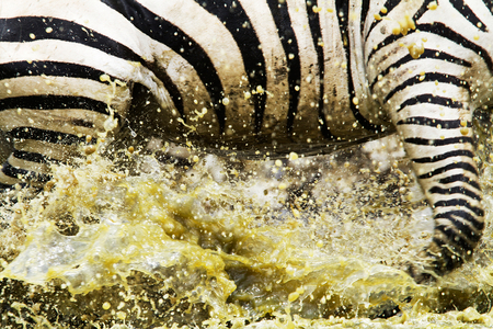 Zebras - zebra, splashing, water, stripes