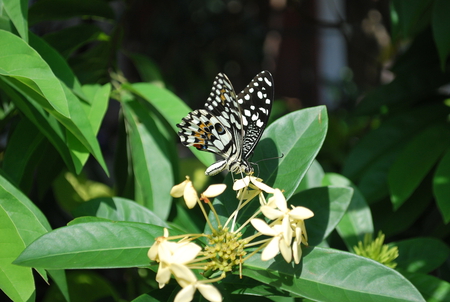 BUTTERFLY - wings, butterfly, yellow, fly