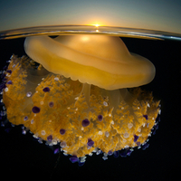 Sunrising Jellyfish