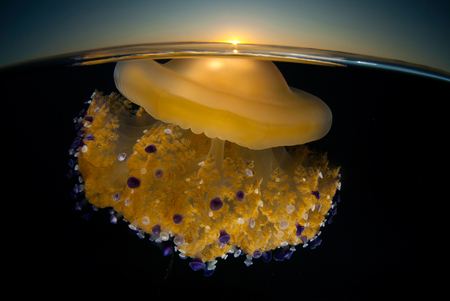 Sunrising Jellyfish - fish, water, ocean, jelly