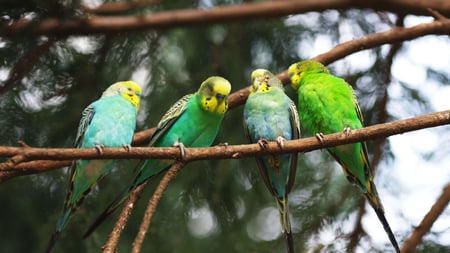 Four Parrots in a Row - branch, parrots, colors, small, row, birds