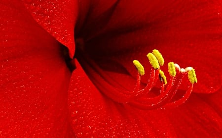 Amaryllis Flower Closeup - beauty, nature, amaryllis, red, flowers, rose, flower