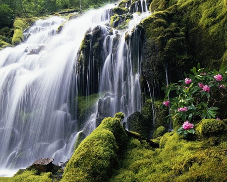 WATERFALLS - nature, water, green, waterfalls