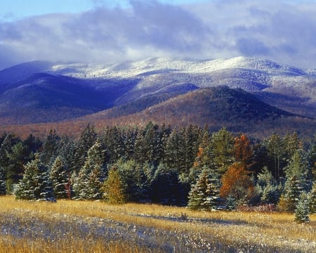 FOREST - mountins, forests, trees, nature