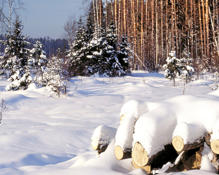 WINTER FOREST - winter, nature, forest, trees