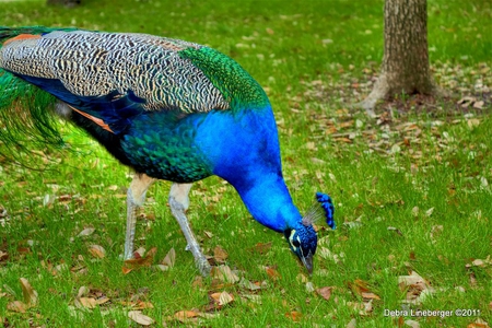 pcock by paragonzj - beaty, beauty of nature, peacock, pcock