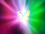 Butterfly multicolor