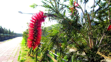 roadside flower - path, flower, tree, railing