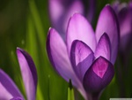 Spring Crocus