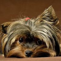 CUTE PUPPY