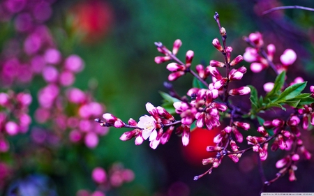 Lilac Buds & Blossoms - buds, blossoms, branch, green, flowers, spring