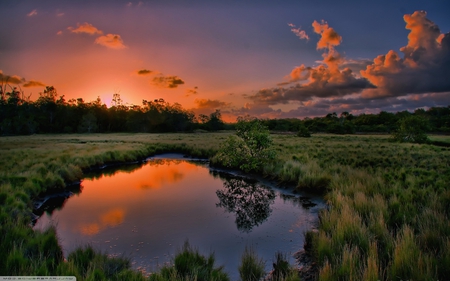 Summer Sunset - sun, sunset, summer, pond, sunrise