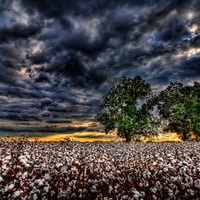 Cotton Field