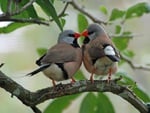 Kissing Birds