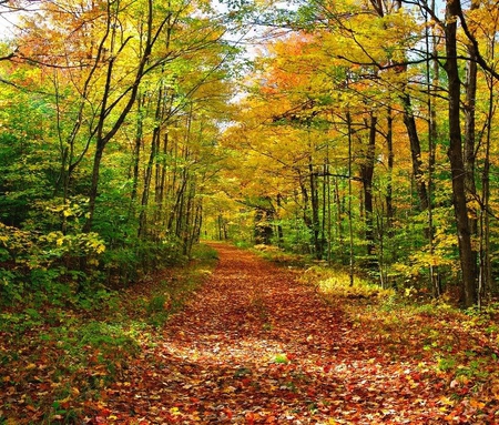 Autumn Road - leaves, bushes, trees, autumn