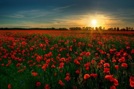 Poppies in the Morning Sun - flowers, sky, poppies, sun